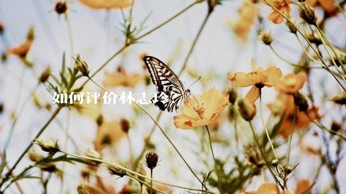 如何评价林志玲？